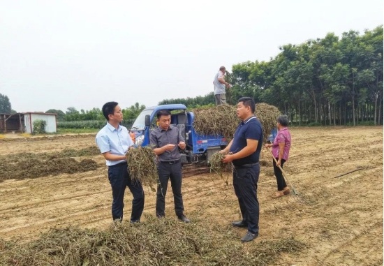 小小蒲公英，變身致富花 老家印象深入田間地頭，收購村民種植的蒲公英(圖2)